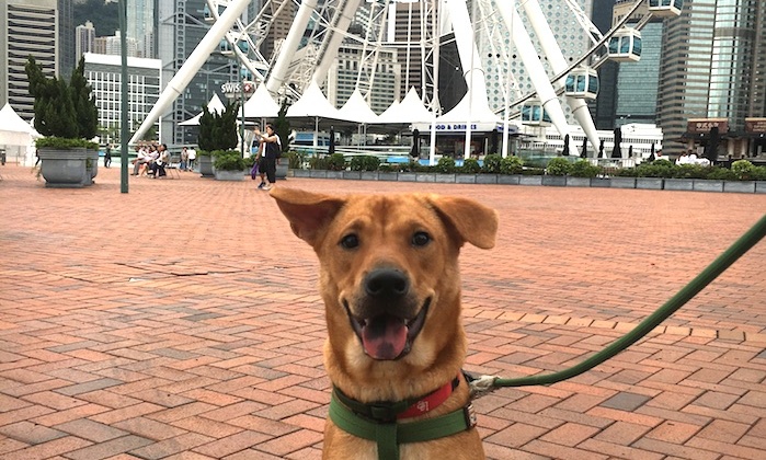 A Dog's Guide to HK: The Best Beaches, Bars, Hikes and Parks