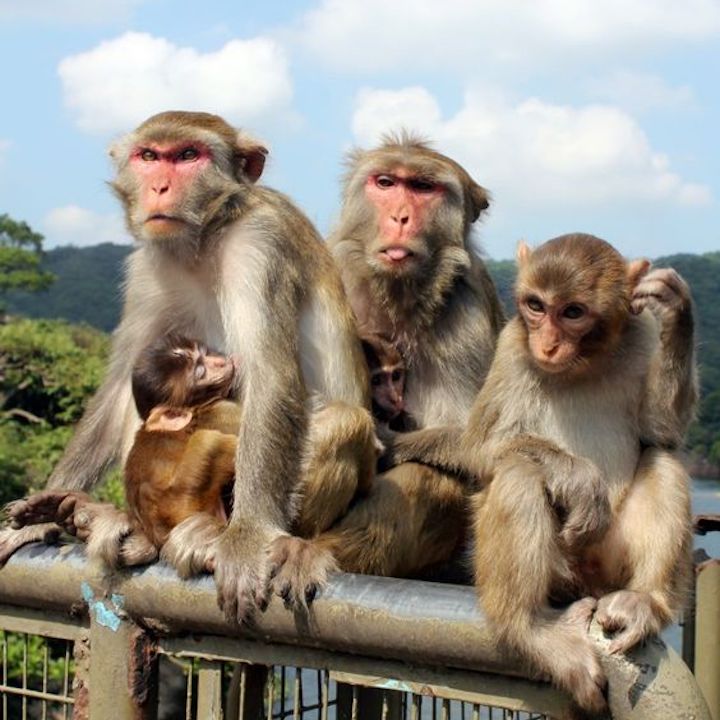 Monkey Mountain Hike Hong Kong