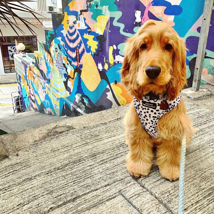 are dogs allowed in restaurants in hong kong