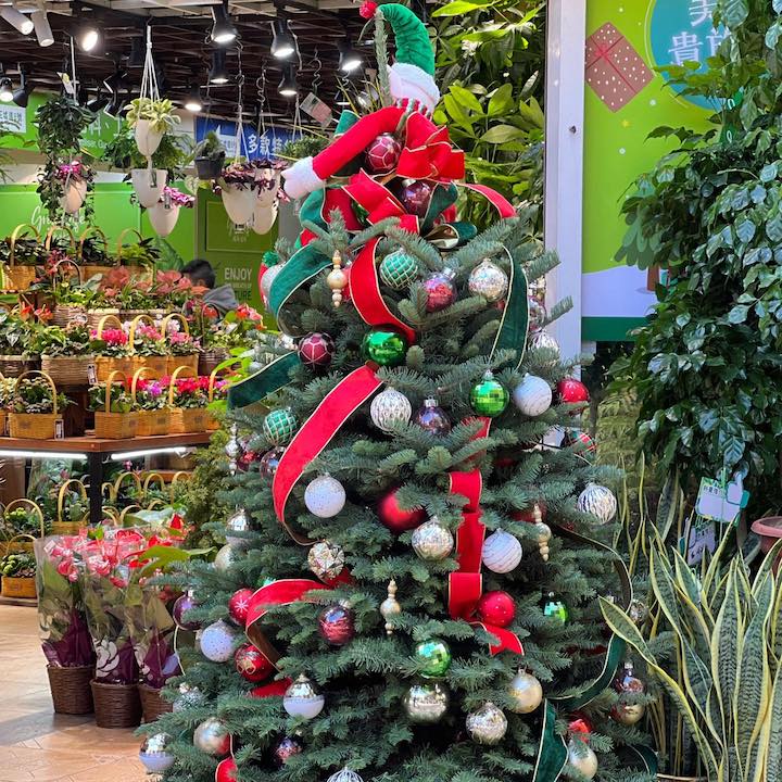 here to buy christmas trees hong kong 2024 early bird sale brighten mall