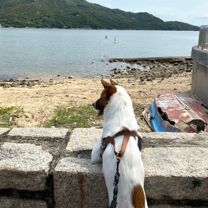 Mui Wo Guide: Silvermine Bay Beach