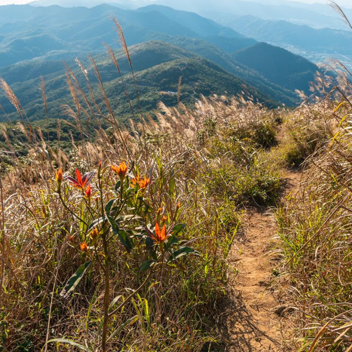 Tai Mo Shan hike Hong Kong Health & Wellness silver grass scenic view