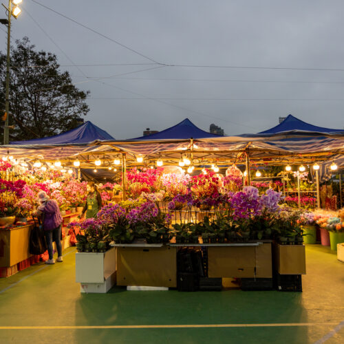 chinese new year flower markets 2025 hong kong year of the snake cny celebrations fair shopping food